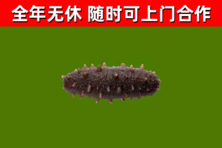赣榆烟酒回收干海参.jpg